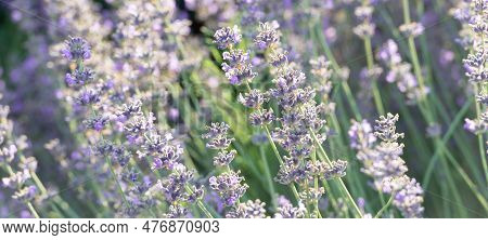 Closeup Beautiful Lavender Field On Sunny Day In The Countryside With Rows Of Purple Flowers.