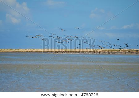 Oiseaux en vol
