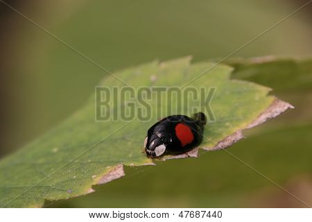 Ladybug