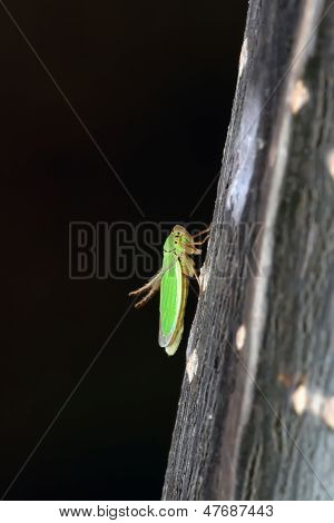 Leafhopper