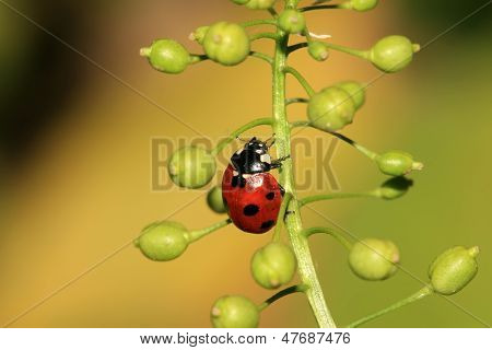 Ladybug