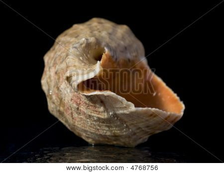 Shell