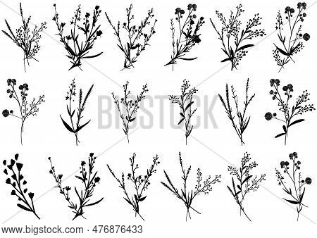 Big Set Silhouettes Botanic Blossom Floral Elements. Branches, Leaves, Herbs, Wild Plants, Flowers. 