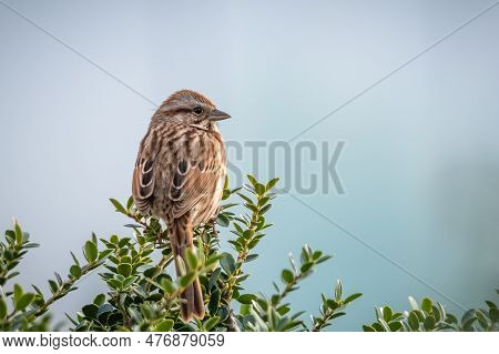 Back View Of A Song Sparrow (melospiza Melodia) Perched Atop A Green Shrub. Raleigh, North Carolina.