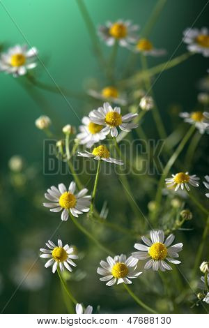 flowers of chamomile