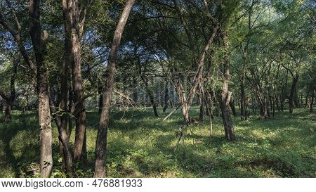Thickets Of The Indian Jungle. A Termite Mound Is Visible Among The Green Grass. Trunks And Branches