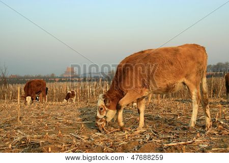 Cattle