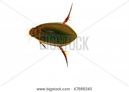 Insects
