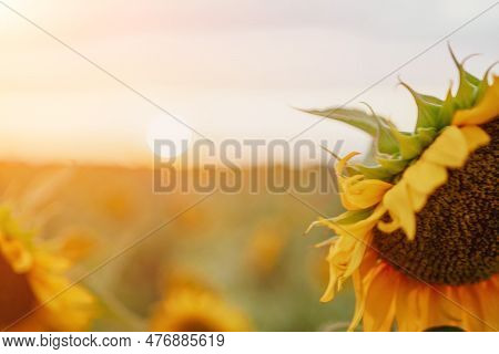 Bright Sunflower Flower: Close-up Of A Sunflower In Full Bloom, Creating A Natural Abstract Backgrou