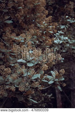 Smoke Bush - Cotinus Coggygria Blossom Shrub Concept Photo. Royal Purple Smoke Bush, Smokebush, Smok