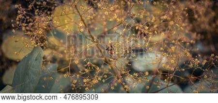 Close Up Bright Blossom Bush Concept Photo. Royal Purple Smoke Bush, Smokebush, Smoke Tree And Purpl
