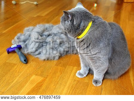 Combing Fluffy Cats. Caring For For Pet Hair At The Beginning Of A Hot Summer. A Molt Of Cats. Remov