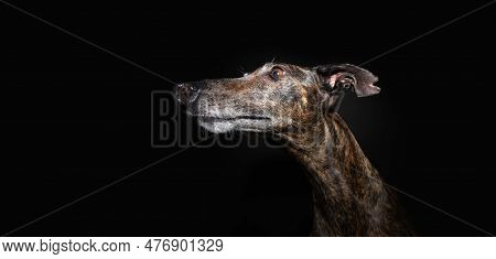 Profile Brindle Greyhound With Serious Expressios Face And Looking Away. Isolated On Black Backgroun