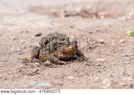 Pair Of Common Toads In Amplexus On The Sandy Shore Of A Pond