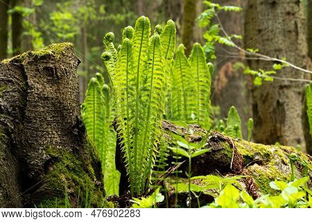 Natural Spring Forest Landscapу, Sprouts Of Ferns Next To The Stump