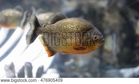 Close Up Of Red-bellied Piranha Or Red Piranha Or Pygocentrus Nattereri Fish Found From Amazon, Para