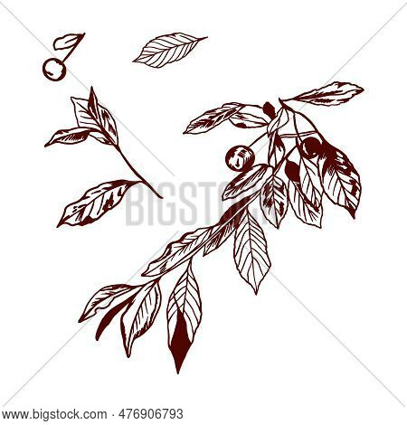 Cherry Twig Silhouette, Leaves And Berries. Vector Illustration Of A Tree Branch. Design Element For