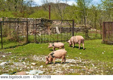 Breeding Village Vndb