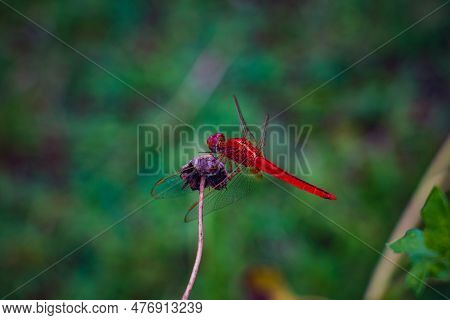 Beautiful Red Dragonfly (erythemis Simplicicollis) On A Dry Flower In A Rainy Day