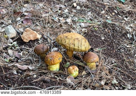 Family Of Young Edible Mushroom - Obabok Blackening - Leccinellum Lepidum Make Their Way Through A L