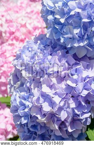 Light Lilac Hydrangea Flower On Blurred Background