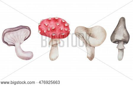 Watercolor Illustration Of Hand Painted Mushrooms Of Brown, Red, Grey, White Colors. Inedidle Fungus