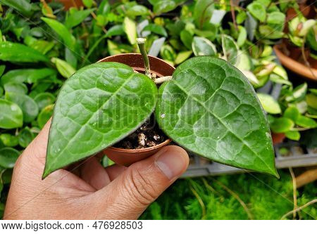 Close Up Of The Textured Leaves Of Hoya Parasitica Black Margin