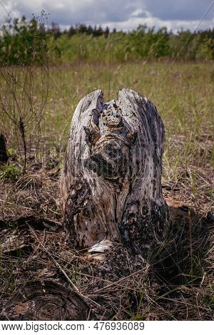 Old Rotting Tree Stum Looking Like An Animal With Eyes