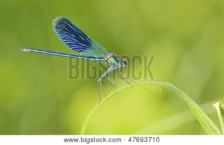 Libelle auf der Grashalm