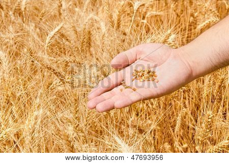 Campo de trigo y de la mano de hombre
