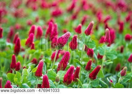 Landscape. Trifolium Incarnatum, Crimson Clover Or Italian Clover. Field Of Flowering Crimson Clover