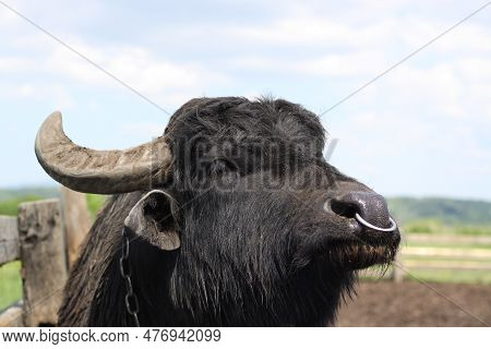 Carpathian Water Buffalo. Beautiful Big And Strong Animal. Photo Of The Head Of Buffalo