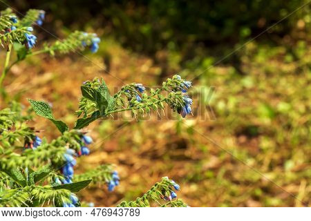 Comfrey Flower Blooming In The Botanical Garden In The Dnieper In Ukraine In The Spring.
