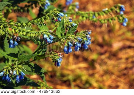Comfrey Flower Blooming In The Botanical Garden In The Dnieper In Ukraine In The Spring.