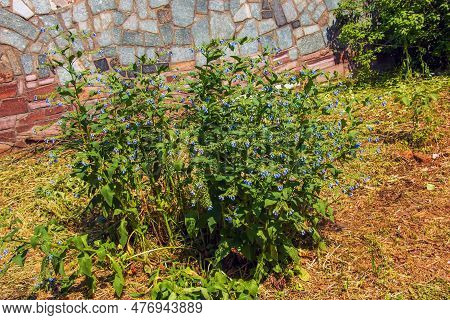 Comfrey Flower Blooming In The Botanical Garden In The Dnieper In Ukraine In The Spring.