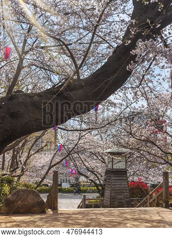 Rays Of The Sun Filtering Through The Branches Of The Somei Yoshino Pink Cherry Blossoms Trees Durin