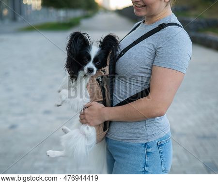 A Woman Walks With A Dog In A Backpack. A Close-up Portrait Of A Continental Pappilion Spaniel In A 