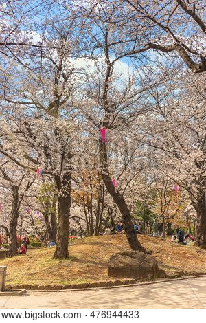 Tokyo, Japan - March 30 2023: Sitting Of Japanese Families Enjoying Somei Yoshino Pink Cherry Blosso