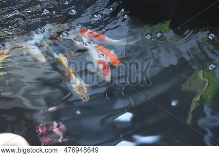 Photo Of Kou Fish In A Pond Taken From Above.