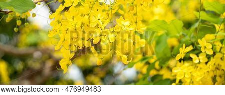 Beautiful Cassia Fistula Golden Shower Flowers Blooming On The Tree In Taiwan.