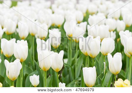 Weiße Tulpen