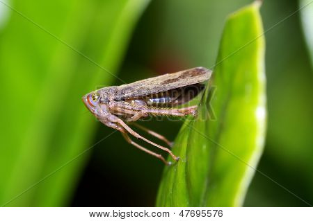 Leafhopper