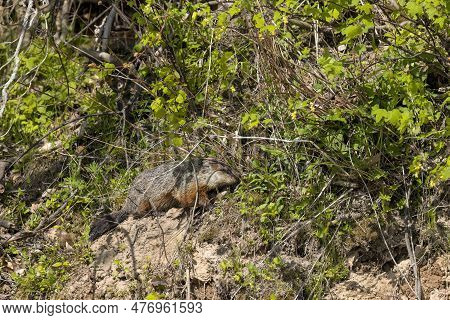 The Groundhog (marmota Monax), Also Known As A Woodchuck
