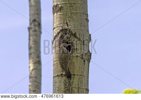 The Northern Flicker (colaptes Auratus) In The Nest Cavity. Flicker Nesting In Wisconsin. North Amer