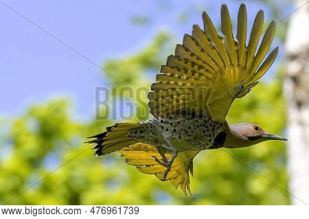 The Northern Flicker (colaptes Auratus) Flying From The Nest Cavity. Flicker Nesting In Wisconsin. N