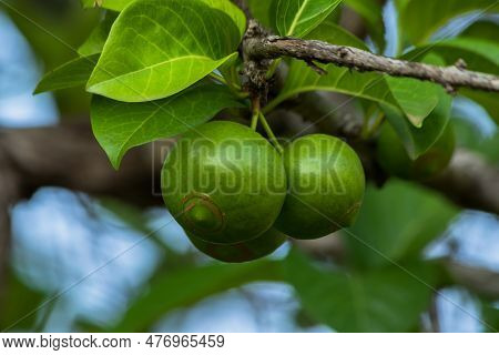 A Vibrant Close-up Of A Green Branch On A Tree, With Fresh Fruit And Lush Leaves; The Perfect Repres