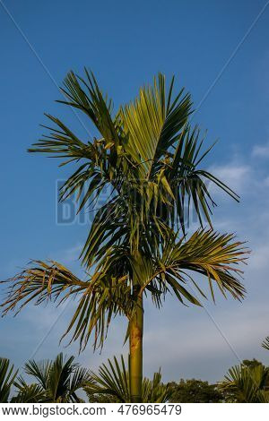 A Vibrant Palm Tree Stands Alone Against The Bright Blue Sky Of A Tropical Climate, Surrounded By Lu