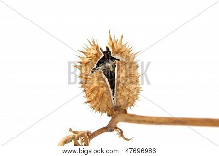Dry Brugmansia Fruit On A White Background