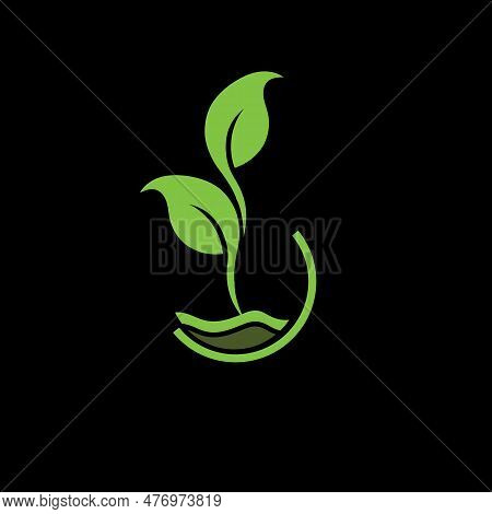 Projeck Plant