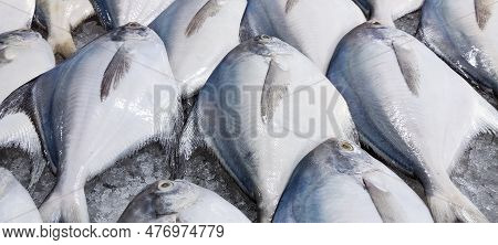 Fresh Market And Salt Water Pomfret Close Up Shot. Fish Market And Pomfret Close Up Shot With Ice. S